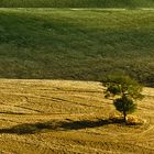 kann ein Baum auch einsam sein?