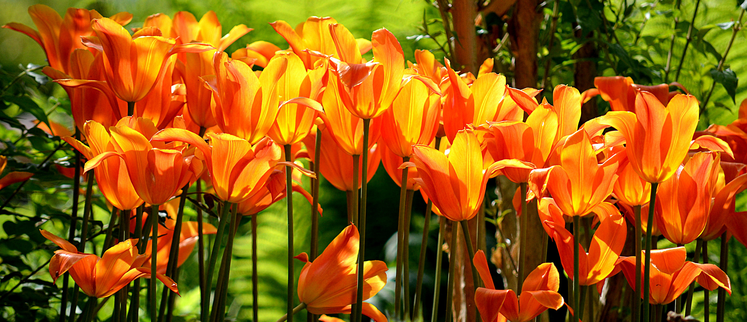 Kann ein Tulpenmeer in der Abendsonne brennen?