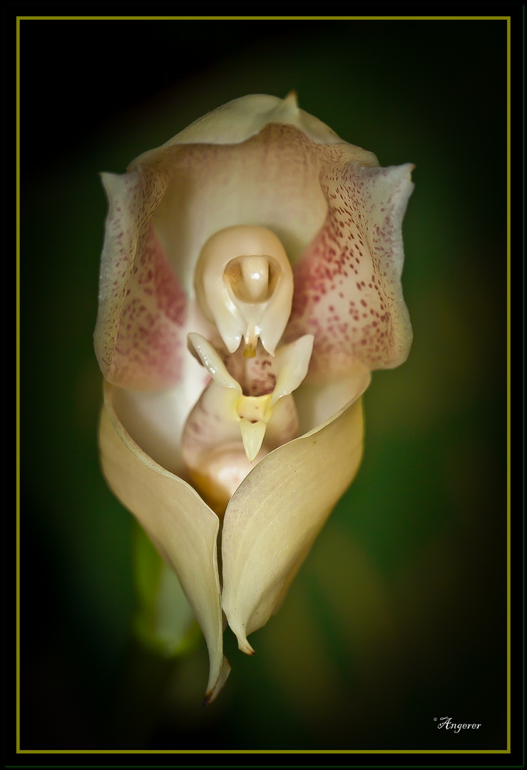 kann eine Orchidee erotisch sein?