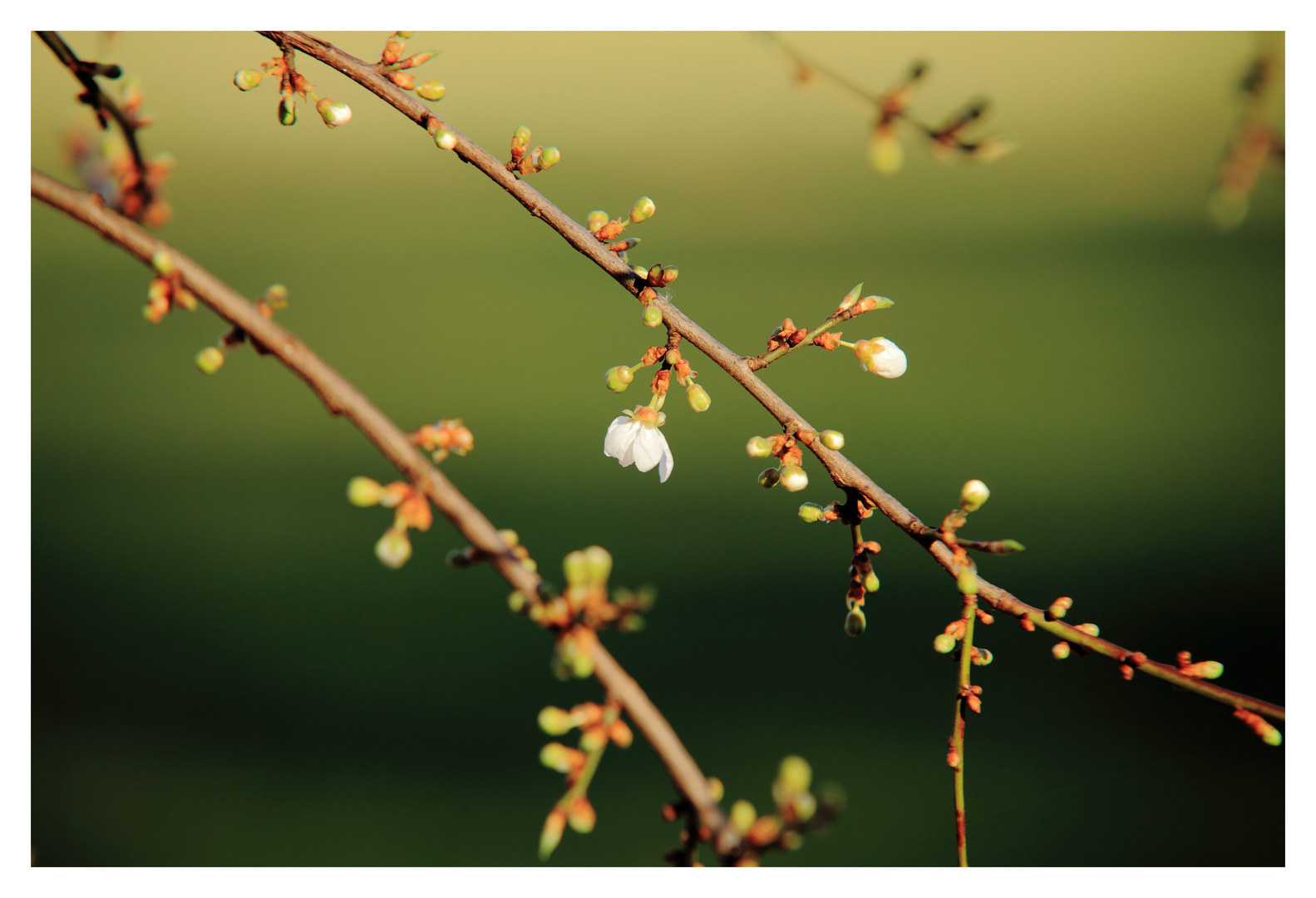 kann es sein, dass der Frühling naht ?