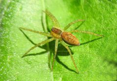 Kann es sein, daß dies mal eine Gerandete Jagdspinne wird?