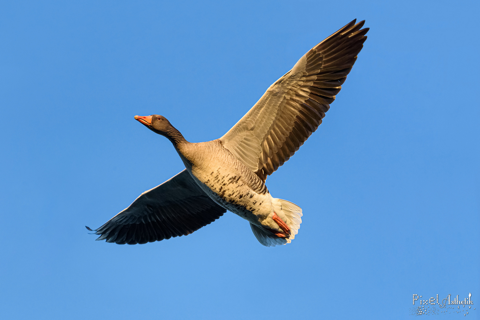 Kann "gans" gut fliegen