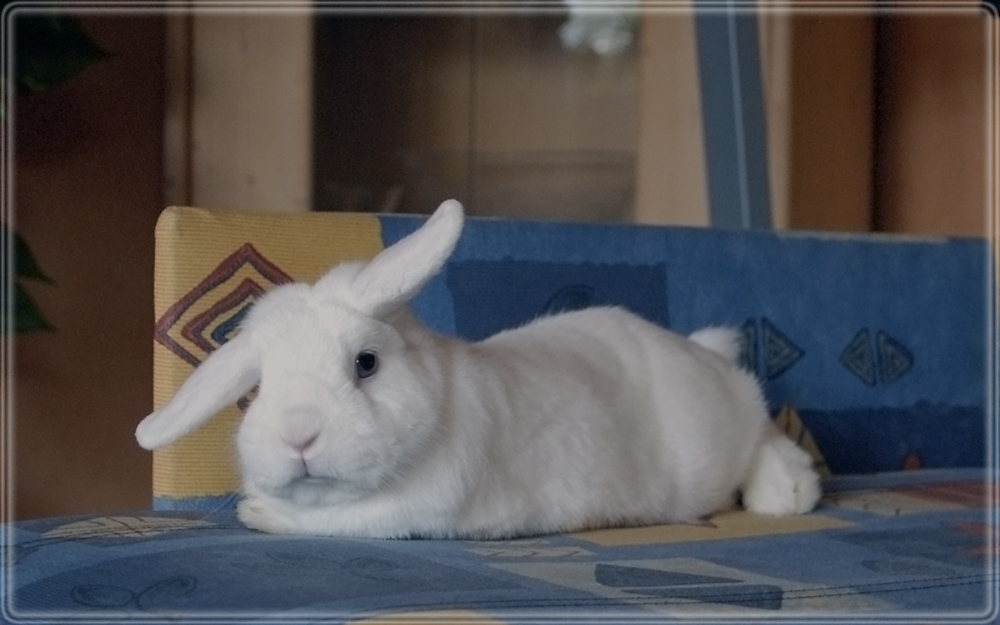 Kann Hase nicht mal in Ruhe schlafen?! Foto & Bild tiere, haustiere, nagetiere & kaninchen