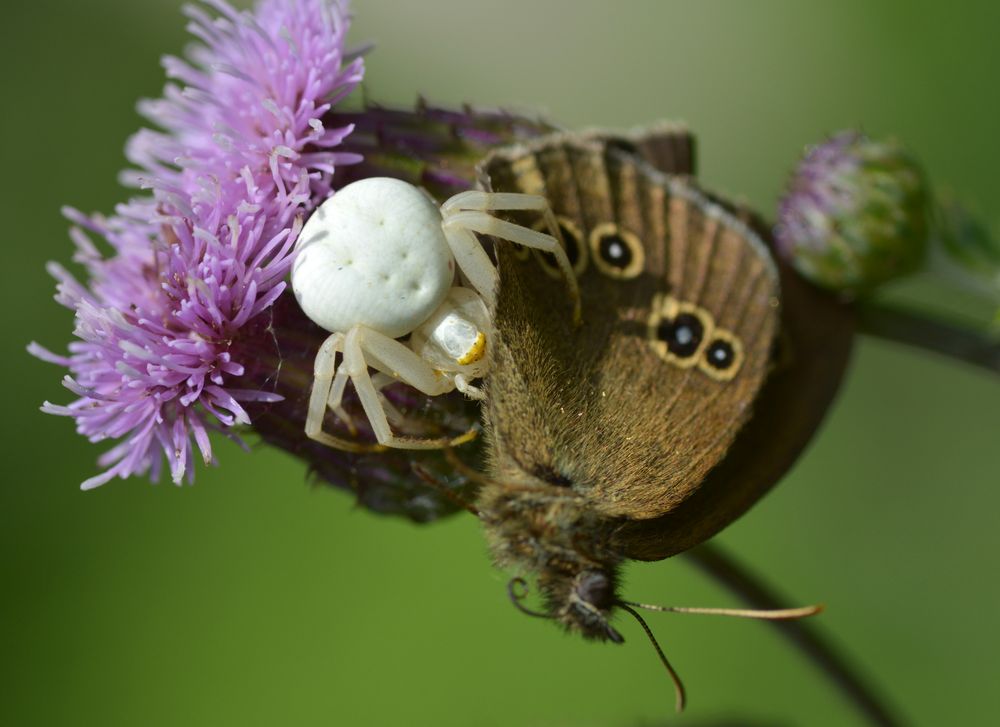 Kann ich auch zum Rosenmontag kommen? Fragt die Krabbenspinne