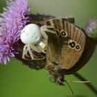 Kann ich auch zum Rosenmontag kommen? Fragt die Krabbenspinne