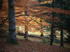 ...kann ich den Herbstwald riechen