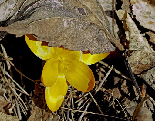 Kann ich es wohl wagen?
