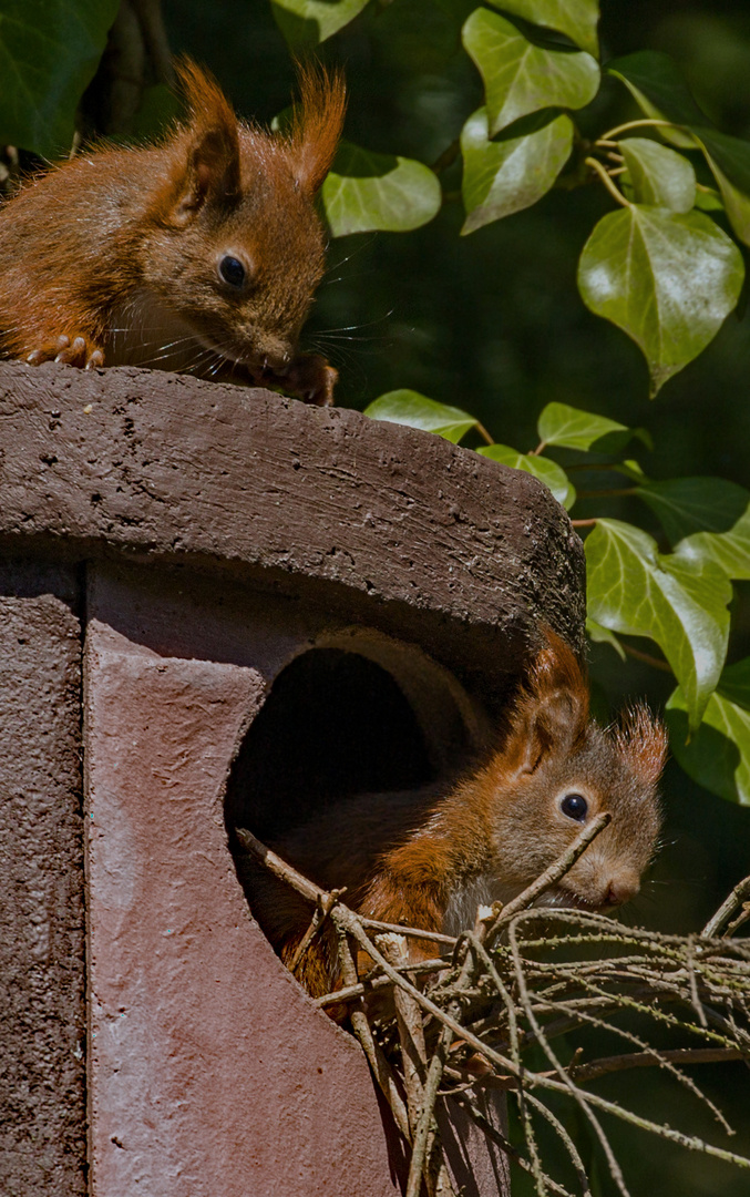 Kann ich helfen? Eichhörnchen-Kinder beziehen ihre erste eigene Wohnung.