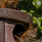 Kann ich helfen? Eichhörnchen-Kinder beziehen ihre erste eigene Wohnung.