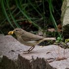 Kann jemand diesen Singvogel aus unserem Garten bestimmen?