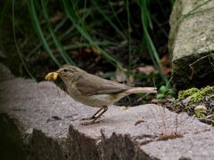 Kann jemand diesen Singvogel aus unserem Garten bestimmen?