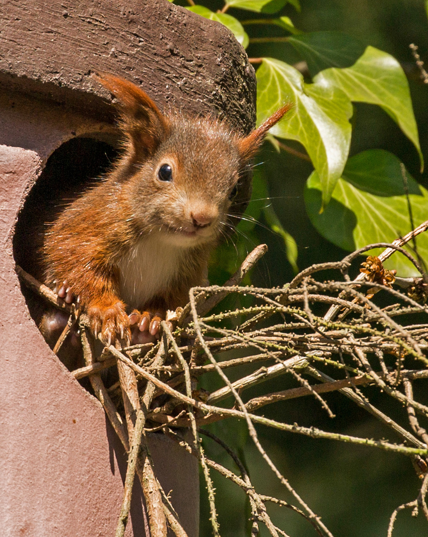 Kann mal einer helfen? - Eichhörnchen in Not.