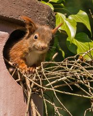 Kann mal einer helfen? - Eichhörnchen in Not.