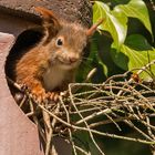 Kann mal einer helfen? - Eichhörnchen in Not.