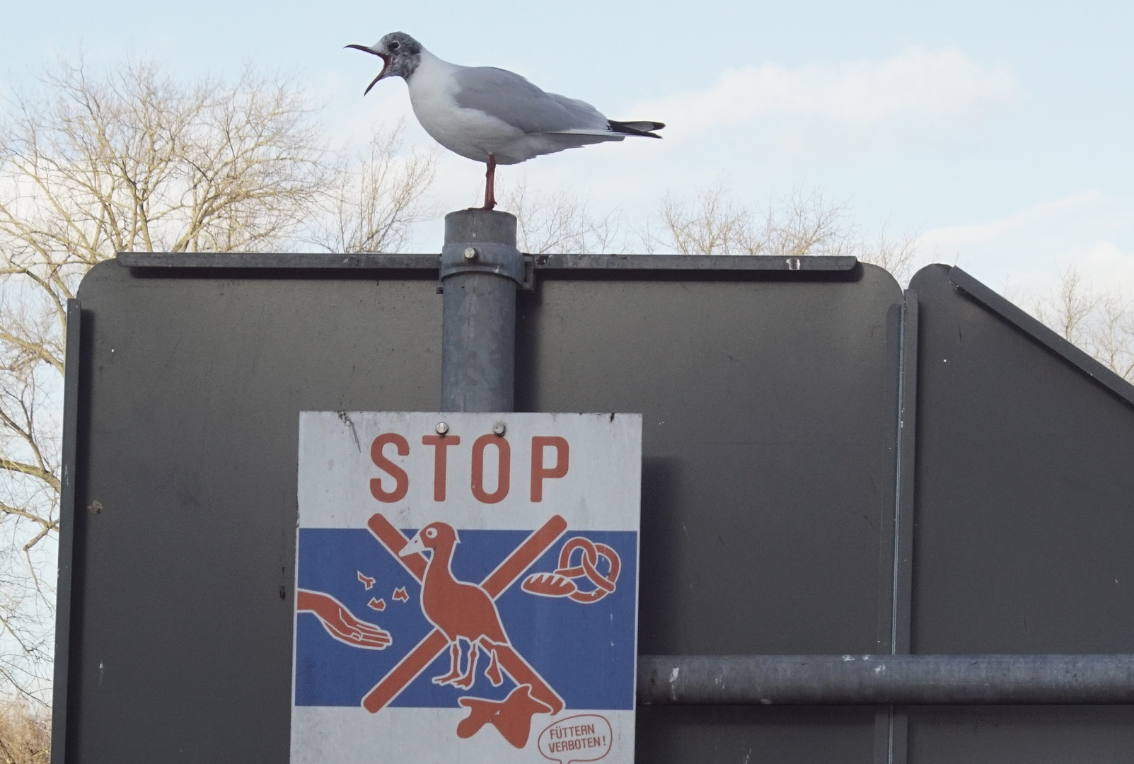 "KANN MAL JEMAND DAS DÄMLICHE SCHILD ABMONTIEREN!!!"