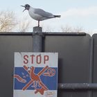 "KANN MAL JEMAND DAS DÄMLICHE SCHILD ABMONTIEREN!!!"