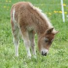 Kann man das Essen?