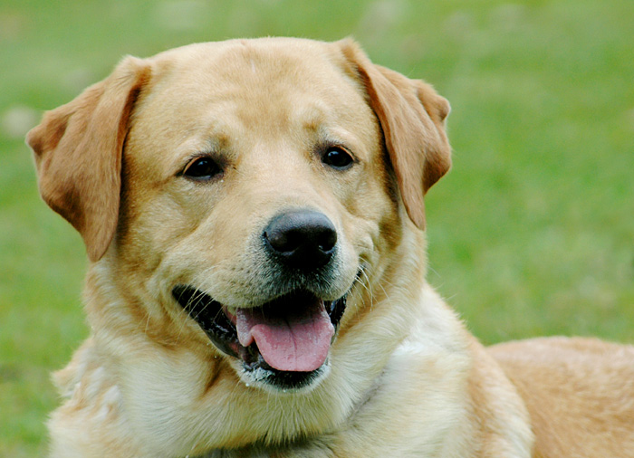 Kann man diesem lachenden Retriever widerstehen???