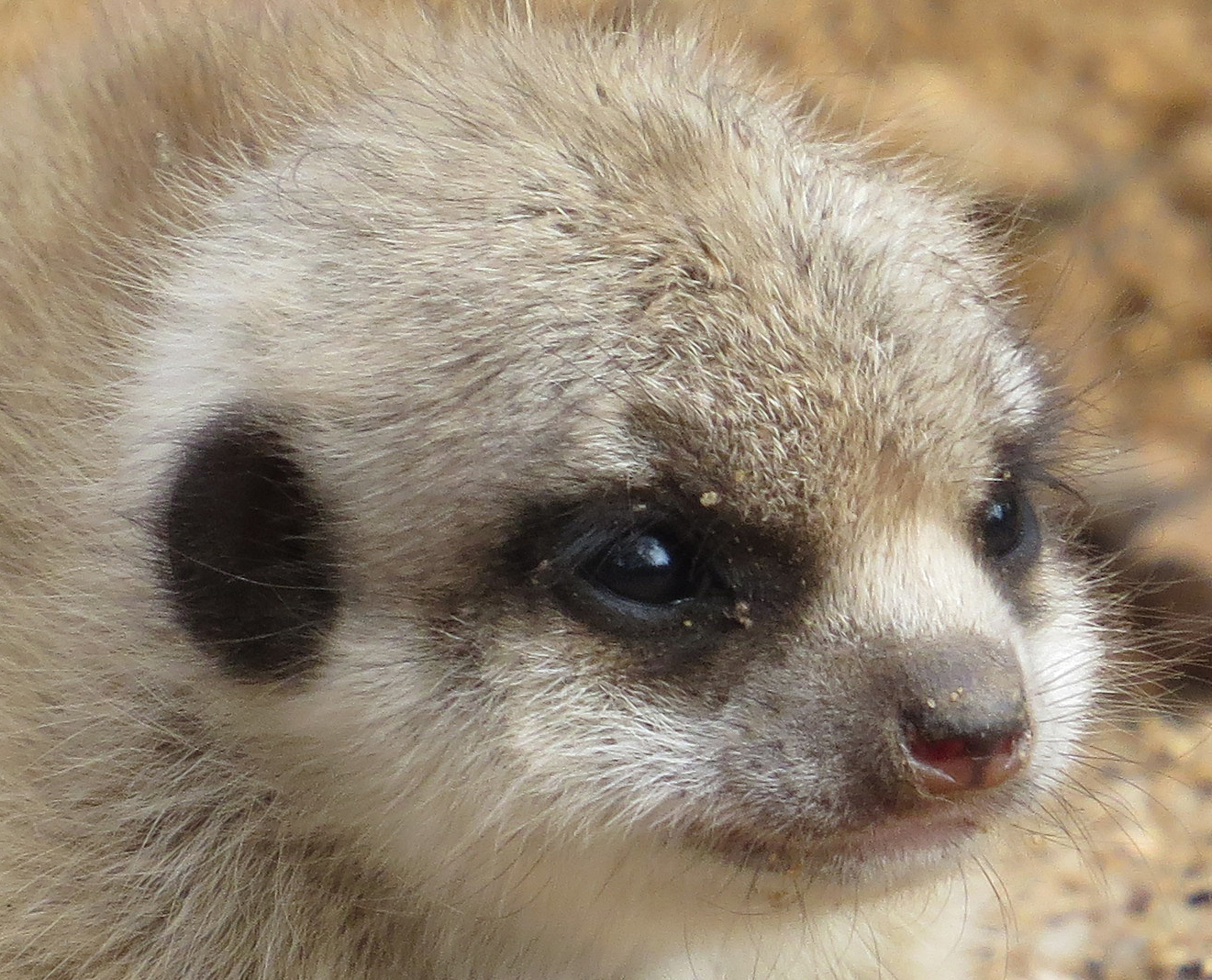 Kann man diesen Augen widerstehen?