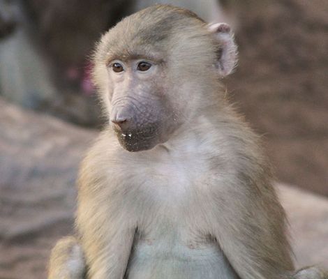 Kann man diesen süßen Blick widerstehen?