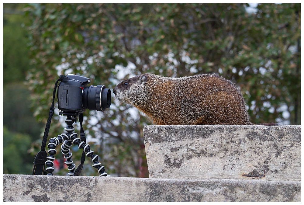 Kann man einer Nikon trauen?