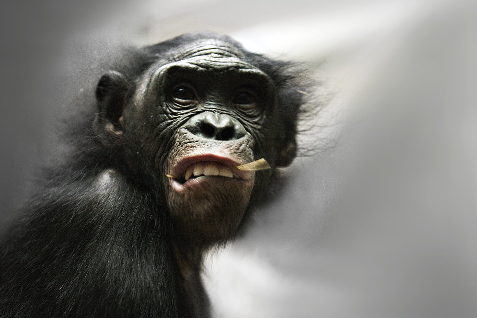 Kann man so gucken? Foto & Bild tiere, zoo, wildpark & falknerei, säugetiere Bilder auf