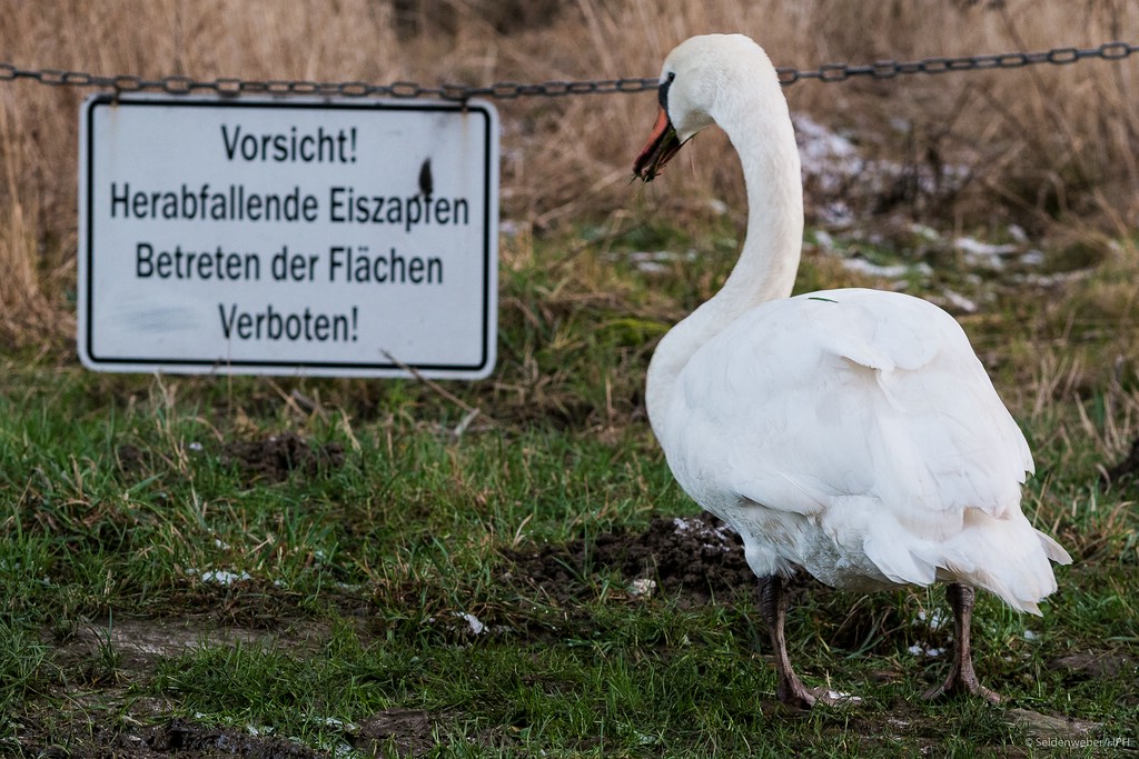 "Kann mir Einer das mal übersetzen?"