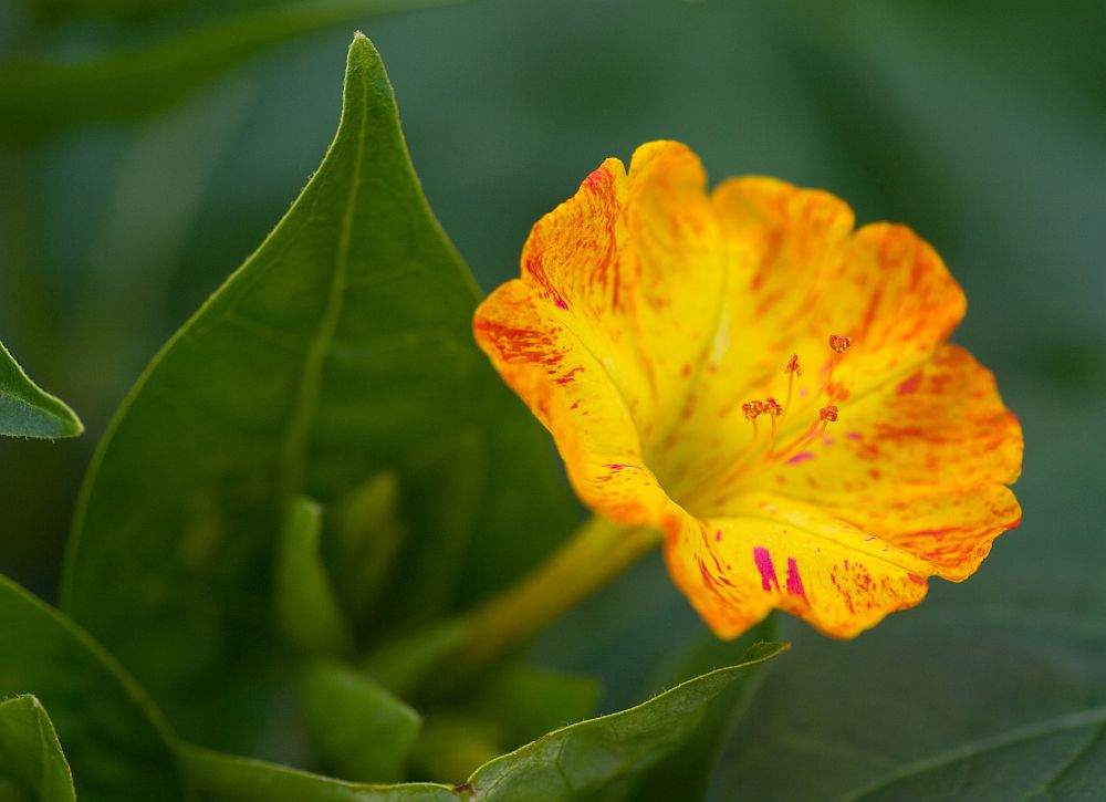 Kann mir jemand bei der Bestimmung helfen?? gelöst (mirabilis jalapa)