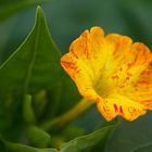 Kann mir jemand bei der Bestimmung helfen?? gelöst (mirabilis jalapa)