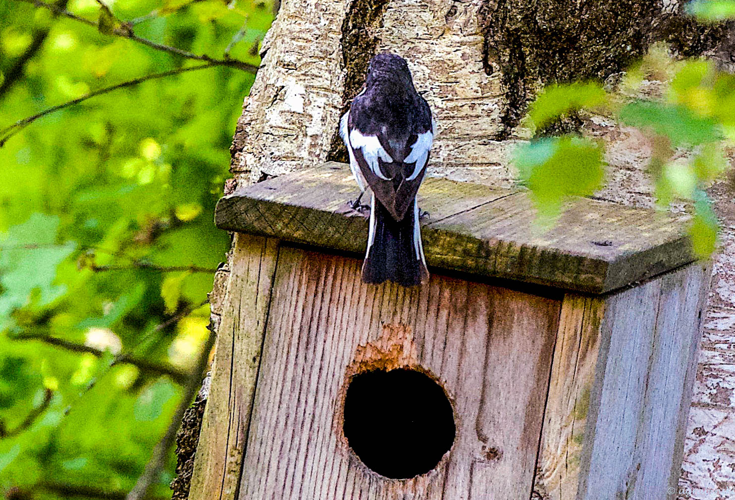 Kann mir jemand diesen Vogel bestimmen ?