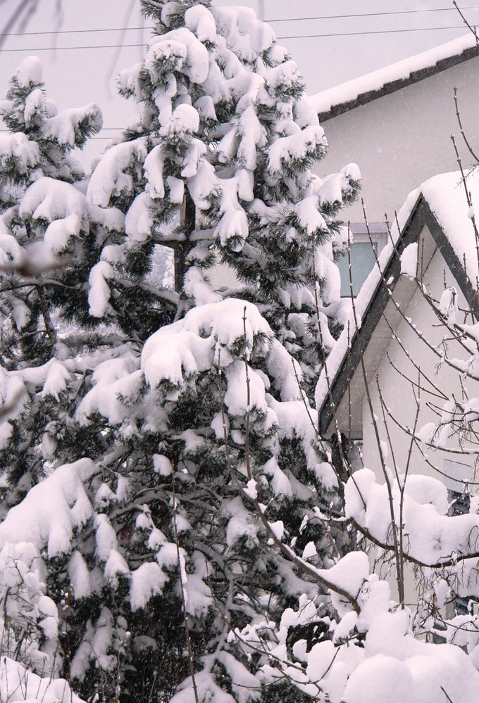 kann mir jemand ein baum schicken???der hier is voll...!!!(aber noch soviel schnee da...=).