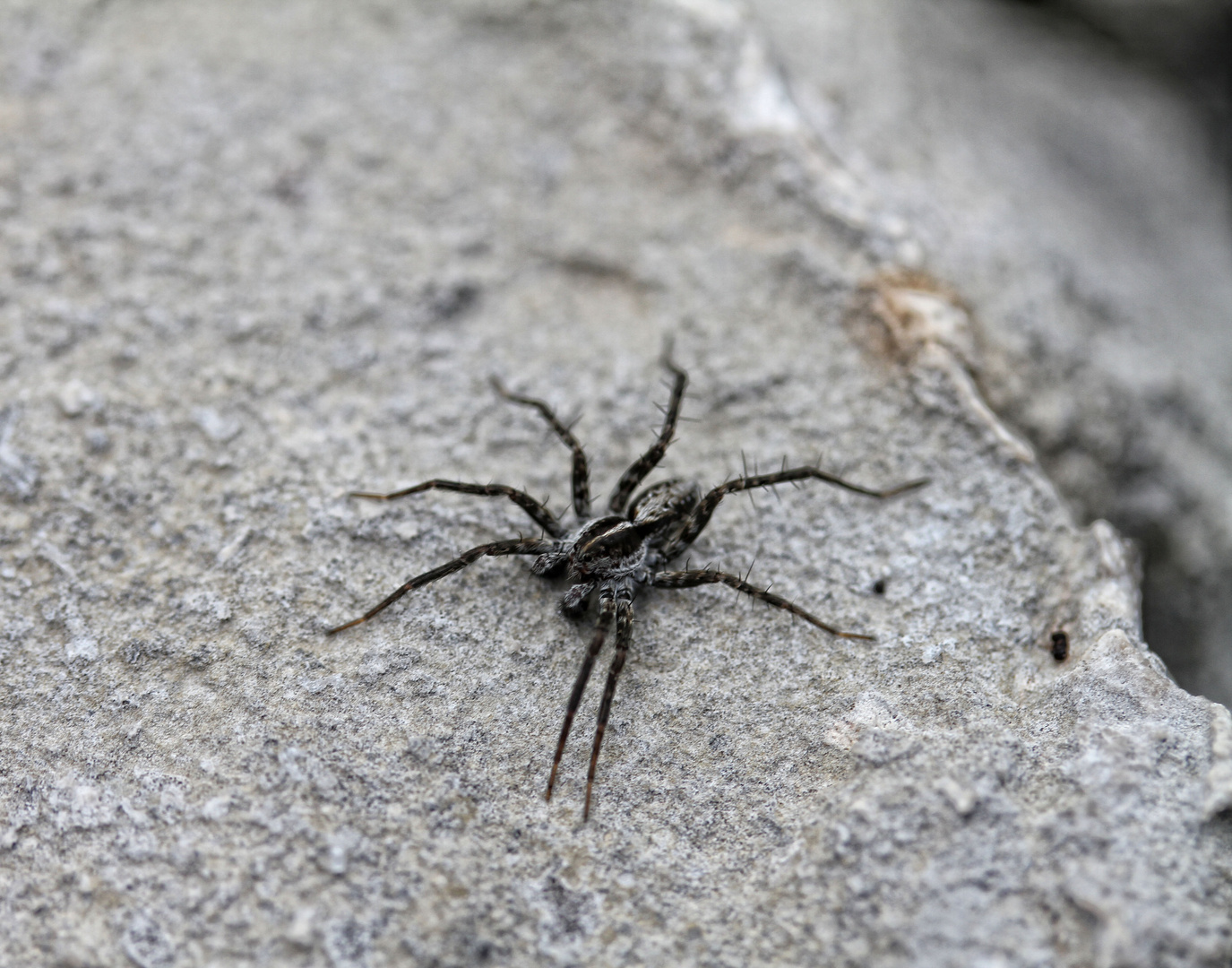 Kann mir jemand sagen was das für eine Spinne ist ?