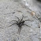 Kann mir jemand sagen was das für eine Spinne ist ?