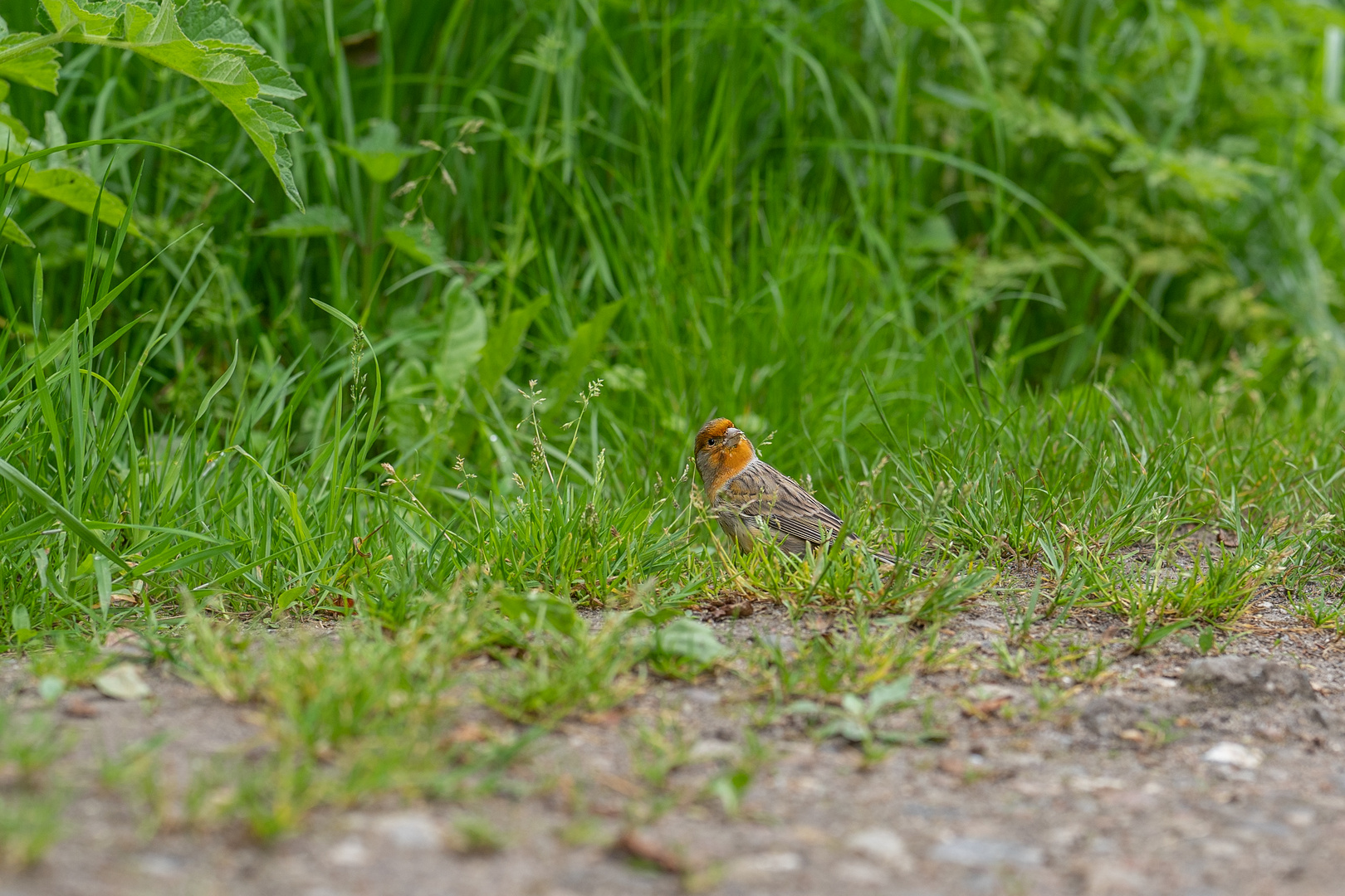 Kann mir jemand sagen welcher Vogel das ist?