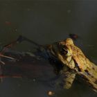 ... Kann nicht schwimmen...