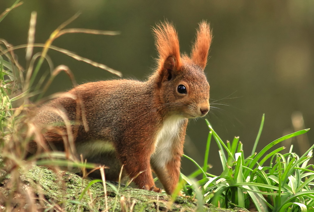 Kann sich jemand dem Charme der Hörnchen entziehen?