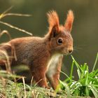 Kann sich jemand dem Charme der Hörnchen entziehen?