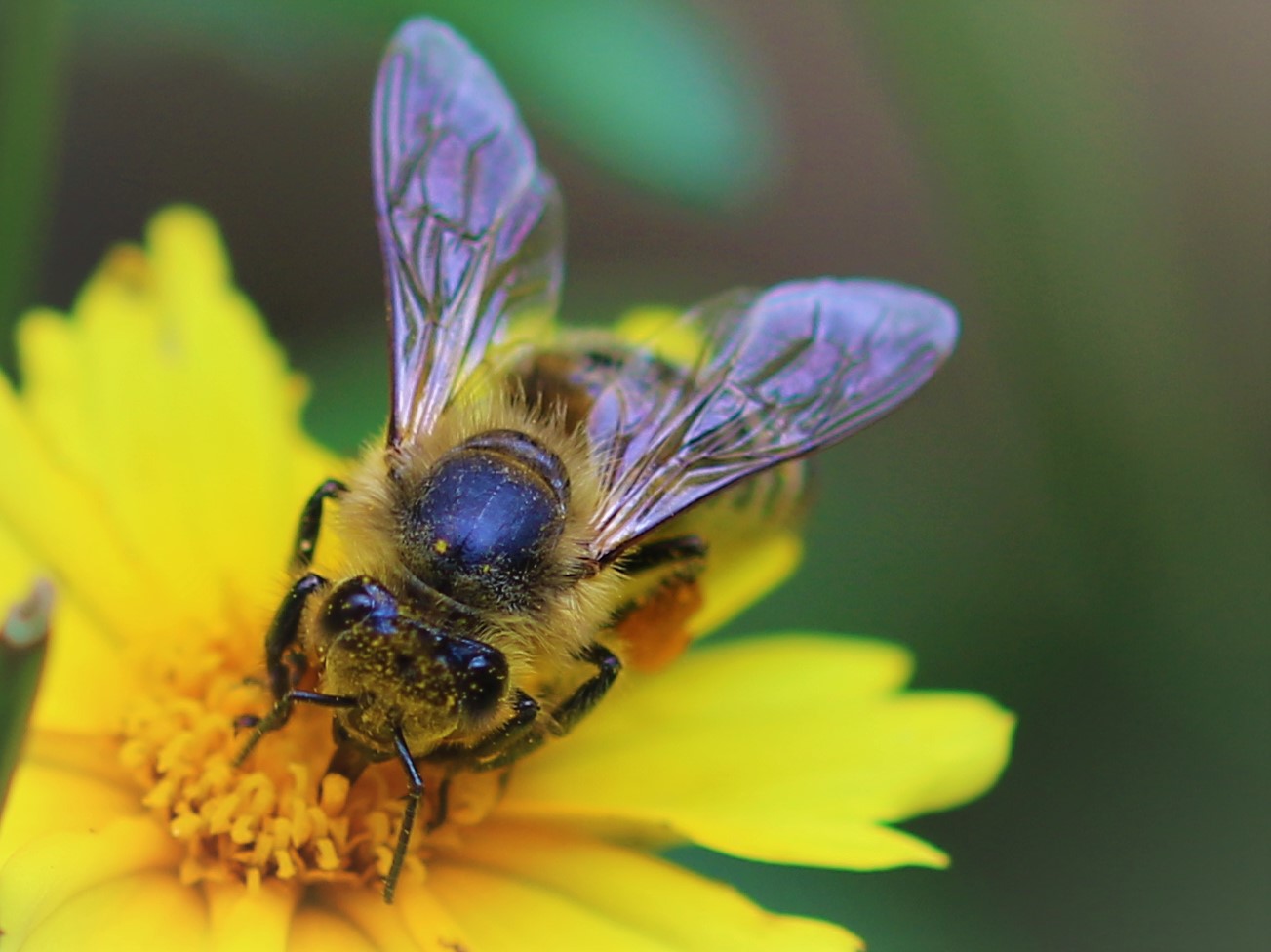 Kann Sie überhaupt noch etwas sehen?! Voll besprenkteltes Bienchen...