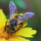 Kann Sie überhaupt noch etwas sehen?! Voll besprenkteltes Bienchen...