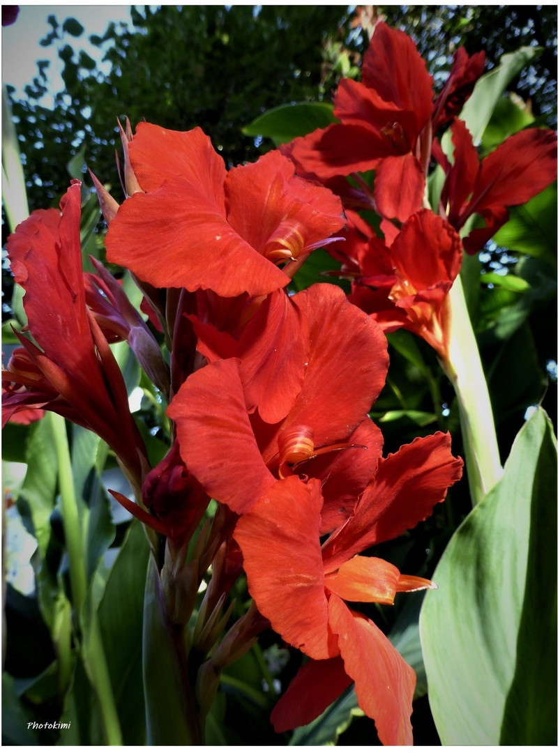 Kanna Foto & Bild pflanzen, pilze & flechten, blüten & kleinpflanzen