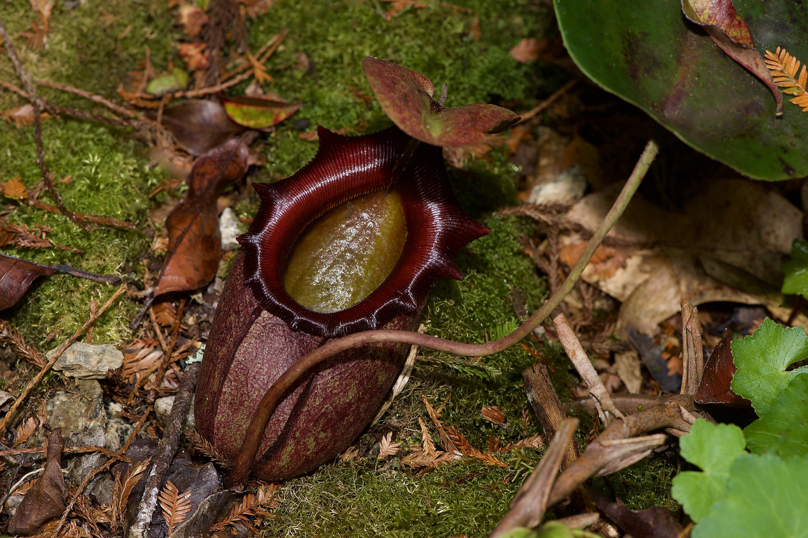 Kannenpflanze-nepentes sp.aus dem Tropischen Regenwald von Boreo