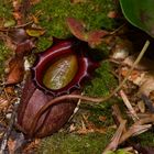 Kannenpflanze-nepentes sp.aus dem Tropischen Regenwald von Boreo