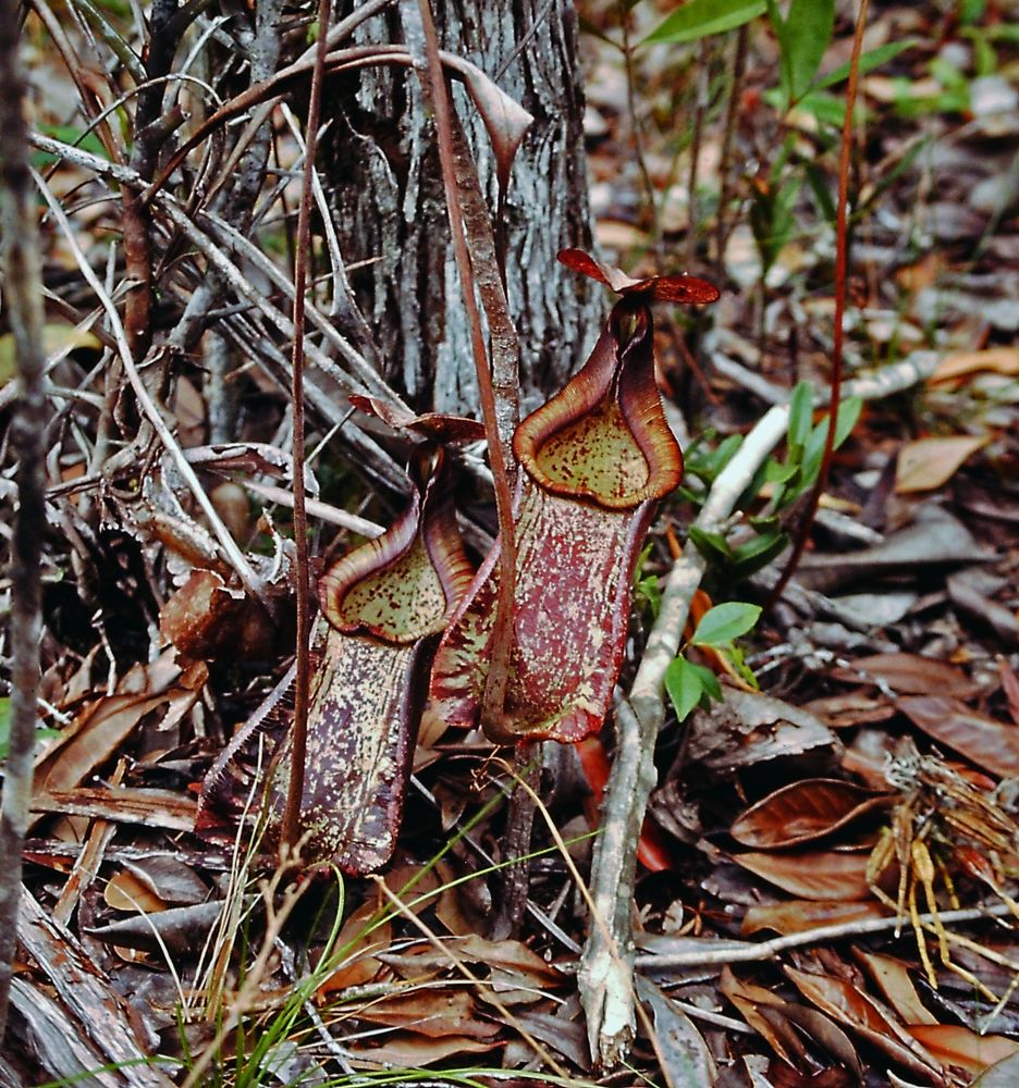 Kannenpflanze - Nepenthes