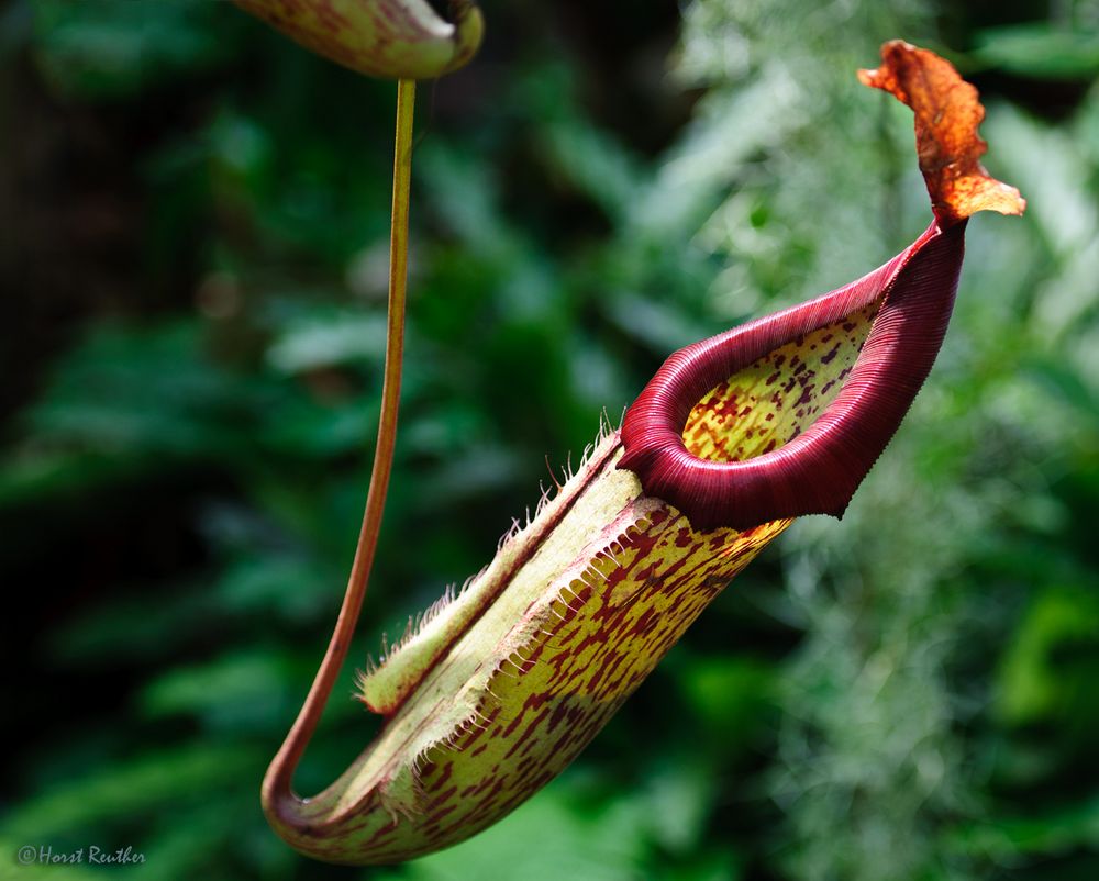 Kannenpflanze ( Nepenthes ), gesehen im Maxmilian-Park/Hamm