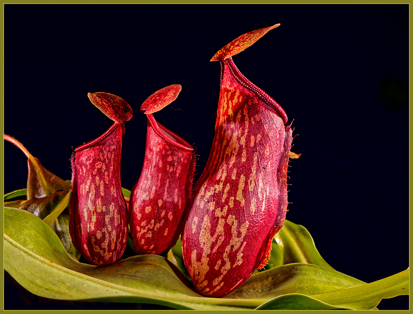 Kannenpflanze, Nepenthes Hybride