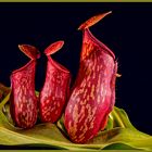 Kannenpflanze, Nepenthes Hybride