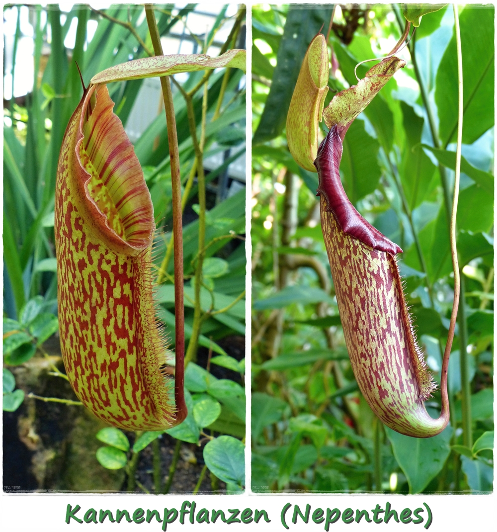 Kannenpflanzen Foto Bild Natur Pflanzen Collage Bilder Auf Fotocommunity