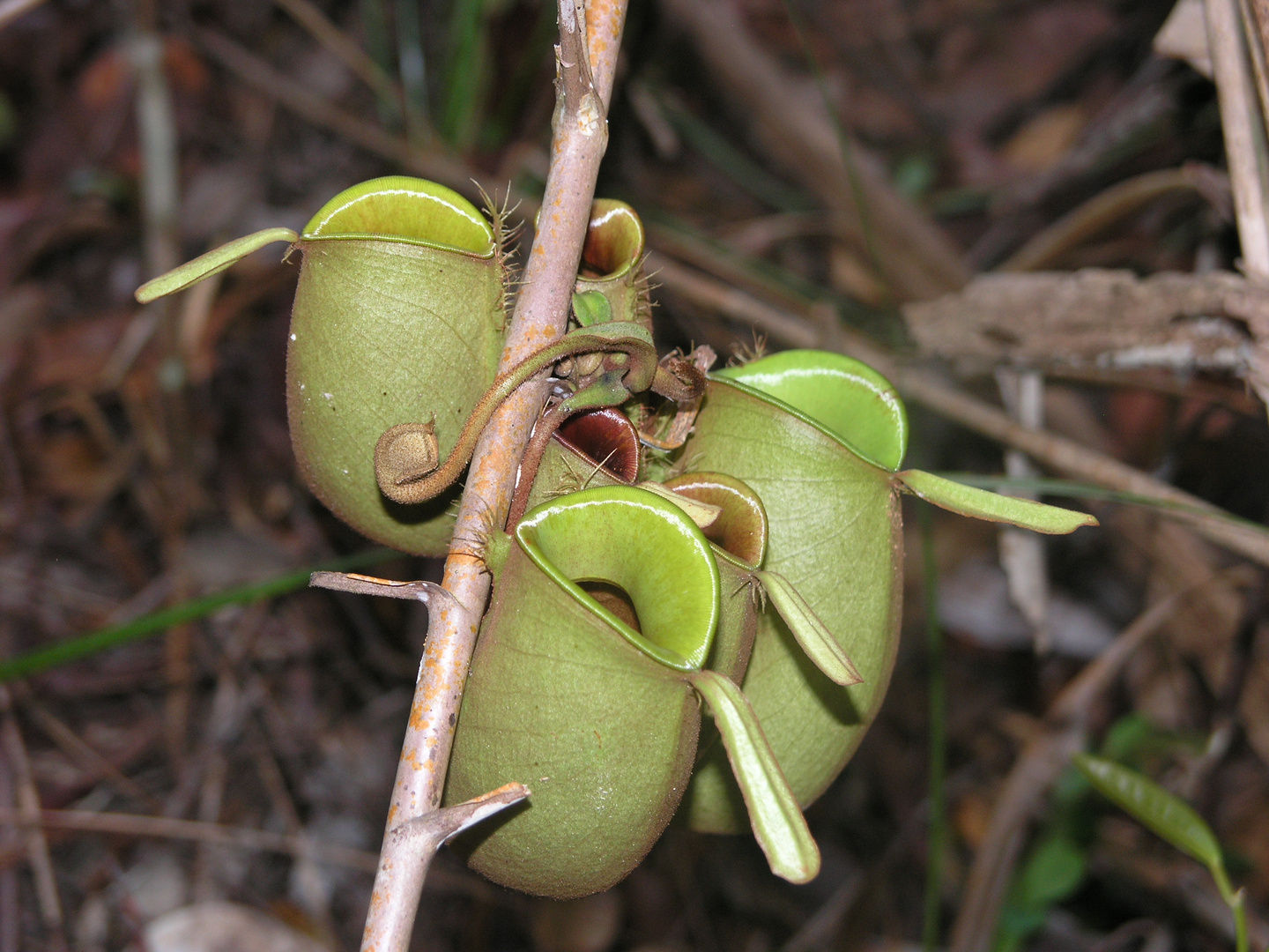 Kannenpflanzen in Malaysia