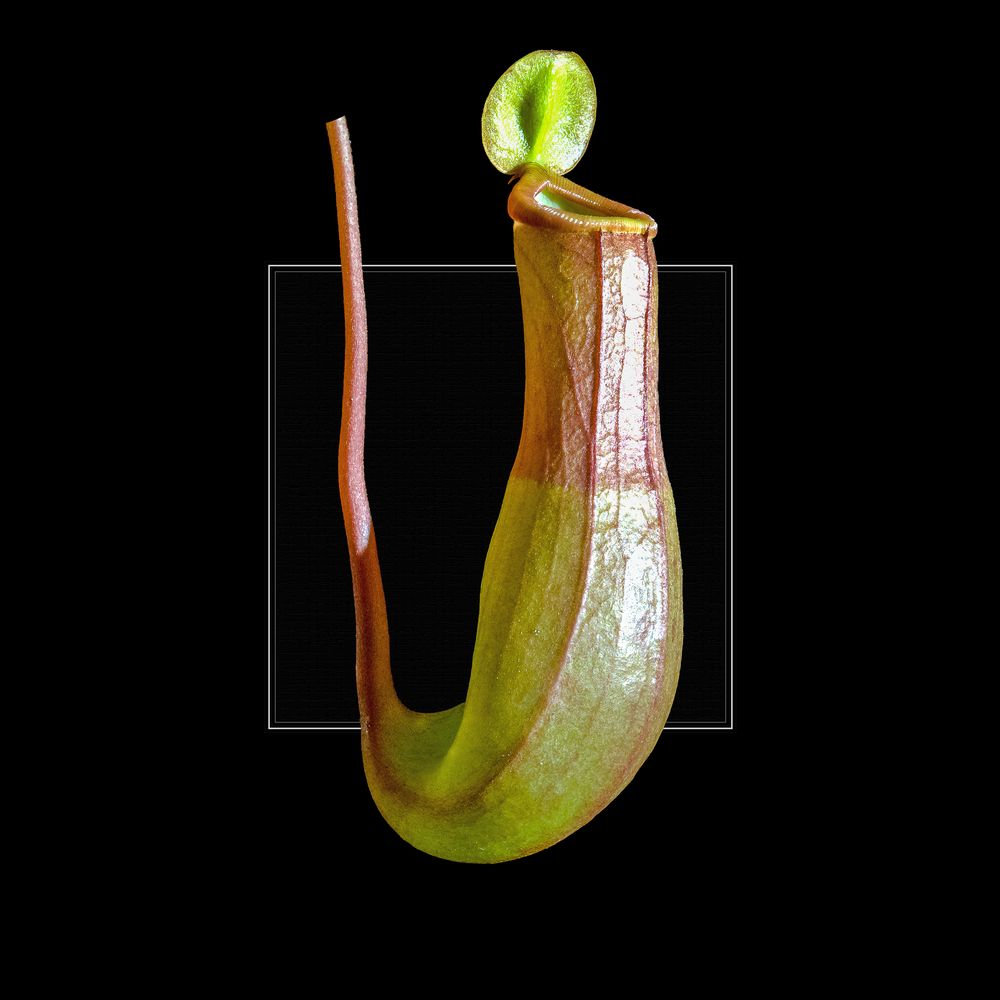 Kannenpflanzen (Nepenthes)