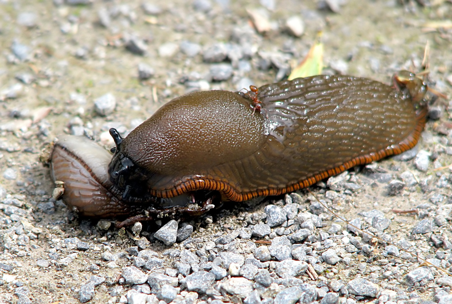 Kannibalismus - Die Schnecke als Vampir